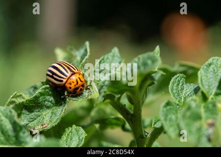 Un ritratto macro di un bug del colorado tra le foglie di una pianta di patata. La leptinotarsa decemlinata è un coleottero e si nutre principalmente sulle piante o Foto Stock