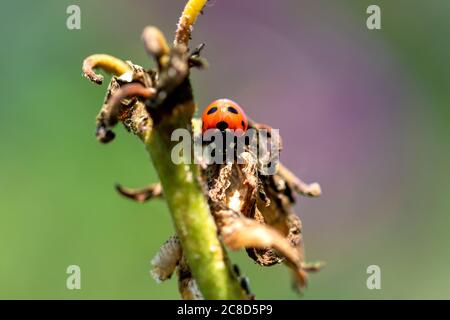 Un ritratto colorato di un ladybug o di un ladybird su un fiore selvatico appeso su un ramo di una pianta. L'insetto dell'scarabeo stava cercando del cibo. Foto Stock