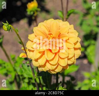 Primo piano di una testa di fiore di un Dahlia chiamato 'Maisie' alla National Dahlia Collection, Penzance, Cornovaglia, Inghilterra Foto Stock