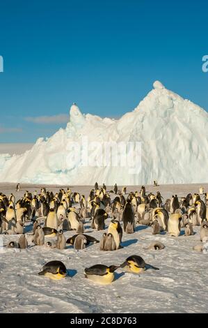 Vista di una colonia di pinguini dell'imperatore (Atenodytes forsteri) sul ghiaccio marino a Snow Hill Island nel Mare di Weddell in Antartide. Foto Stock