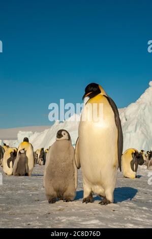 Un pinguino imperatore adulto (Aptenodytes forsteri) con pulcino di fronte alla colonia di pinguini imperatore sul ghiaccio di mare a Snow Hill Island nel Weddell se Foto Stock