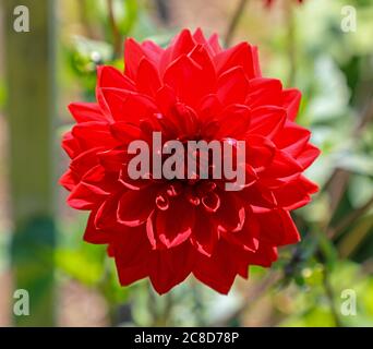 Primo piano di una testa di fiore rosso di un Dahlia chiamato 'Deutschland' alla National Dahlia Collection, Penzance, Cornovaglia, Inghilterra Foto Stock