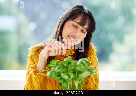 Donna che raccoglie foglie di basilico Foto Stock