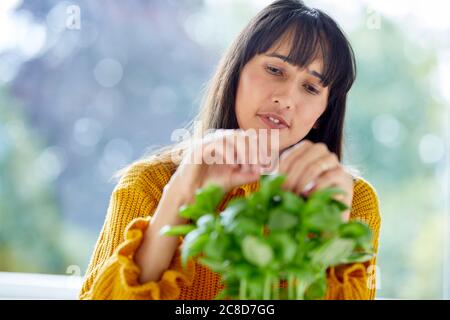 Donna che raccoglie foglie di basilico Foto Stock