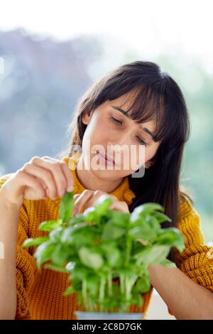 Donna che raccoglie foglie di basilico Foto Stock