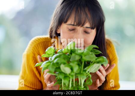 Donna che raccoglie foglie di basilico Foto Stock