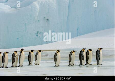 Un gruppo di pinguini dell'Imperatore (Atenodytes forsteri) che camminano sul ghiaccio veloce alla colonia dei pinguini dell'Imperatore all'Isola di Snow Hill nel Mare di Weddell in UN Foto Stock