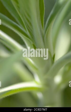 Aloe vera, messa a fuoco superficiale, primo piano Foto Stock