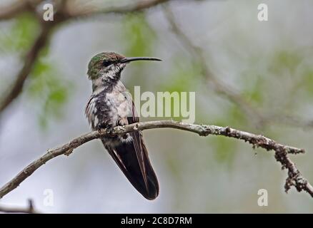 Antillean Mango (Anthracotorax dominicus dominicus) maschio immaturo arroccato su ramoscello (sottospecie endemica) Orto Botanico, Santo Domingo, Domenicano Foto Stock