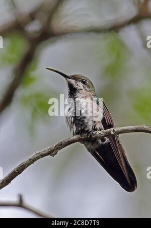 Antillean Mango (Anthracotorax dominicus dominicus) maschio immaturo arroccato su ramoscello (sottospecie endemica) Orto Botanico, Santo Domingo, Domenicano Foto Stock