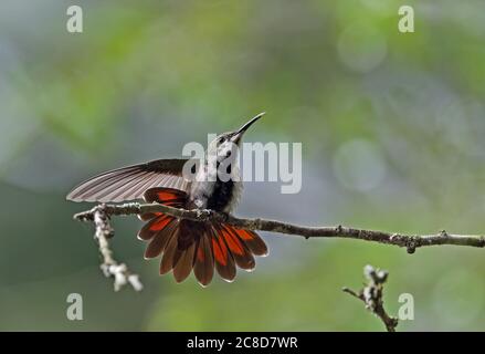 Antillean Mango (Anthracotorax dominicus dominicus) maschio immaturo arroccato su ala di ramoscello e coda che allunga (sottospecie endemiche) Orto Botanico, S. Foto Stock