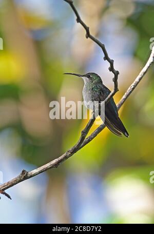 Antillean Mango (Anthracotorax dominicus dominicus) femmina adulta arroccata su ramoscello (sottospecie endemica) Los Haitises NP, Repubblica Dominicana Foto Stock