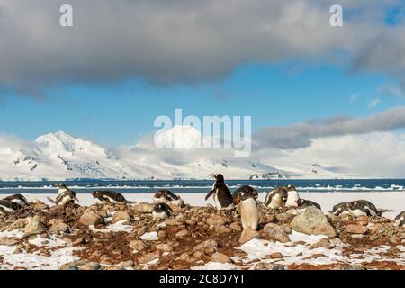 Pinguini Gentoo (Pygoscelis papua) incubando e deponendo uova (all'inizio della stagione) a Yankee Harbour, Greenwich Island nelle Isole Shetland meridionali o Foto Stock