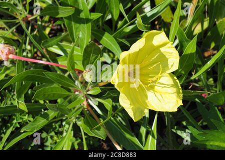 Primula serale di bigfruit, alba di Ozark, Primula serale del Missouri, Oenotera macrocarpa, alacsonyszárú ligetszépe Foto Stock