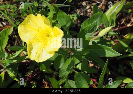 Primula serale di bigfruit, alba di Ozark, Primula serale del Missouri, Oenotera macrocarpa, alacsonyszárú ligetszépe Foto Stock