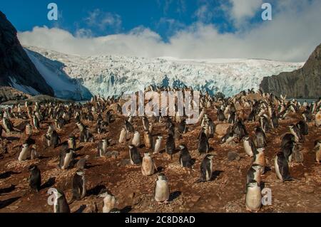 Il pinguino Chinstrap (Pigoschelis antartide) colonia con un ghiacciaio sullo sfondo a Point Wild, dove gli uomini del Shackleton Endurance spedizioni Foto Stock