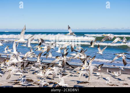 Cocoa Beach Florida, Oceano Atlantico acqua animale, uccelli, uccelli marini, flock, volare, ali, gabbiano, gabbiani di gabbiano, terna, prendere volo, becco, riva, surf, visitatori tra Foto Stock