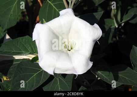 Metel, Thornapple indiano, Datura indù, Tromba del Diavolo, metel di Datura, mételmaszlag Foto Stock