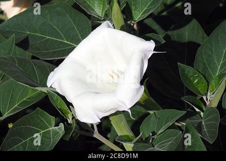 Metel, Thornapple indiano, Datura indù, Tromba del Diavolo, metel di Datura, mételmaszlag Foto Stock