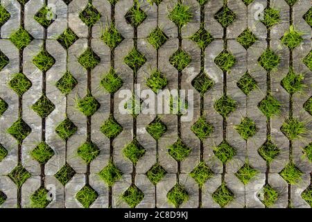 Sfondo da lastre di pavimentazione con erba verde. Piastrelle di pietra sul marciapiede. Sentiero. Foto Stock