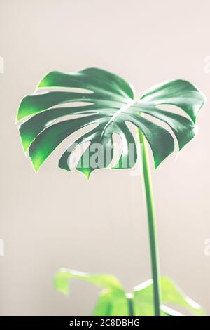 Foglie di monstera Foto Stock