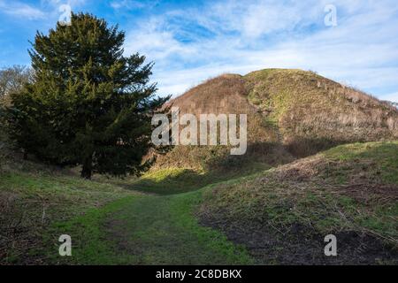 Thetford Castle, vista del motte del 11 ° secolo - o enorme tumulo - su cui un castello normanno una volta sorgeva in Castle Park, Thetford, Norfolk, Inghilterra, Regno Unito Foto Stock