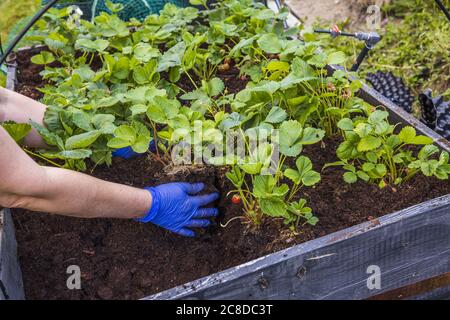 Primo piano delle mani femminili in guanti blu che lavorano con piante di fragole. Concetto di giardinaggio. Foto Stock