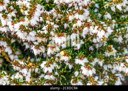 Springwood White Heather Erica Carnea Blooming Macro. Originario dell'Italia settentrionale Foto Stock