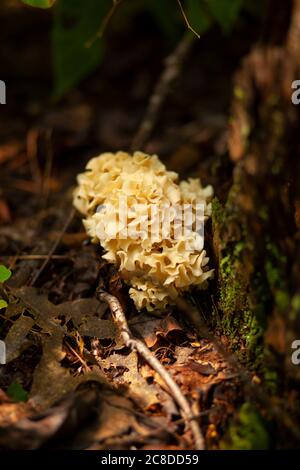 Primo piano immagine della Sparassis spathulata (il fungo orientale del cavolfiore) su un terreno fangoso della foresta, vicino a un tronco di alberi nel Maryland Foto Stock
