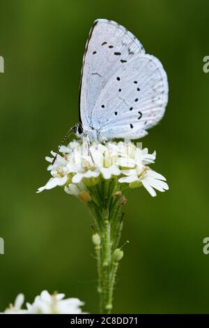 Farfalla blu, la provenzale a coda corta blu o Cupido alcetas arroccato su fiore bianco in natura Foto Stock