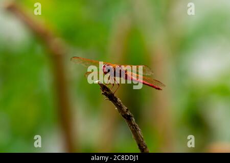 Primo piano immagine macro di un meadowhawk autunnale maschile (Sympetrum vicinum) su un bastone di legno vicino Potomac River, Maryland. Foto Stock