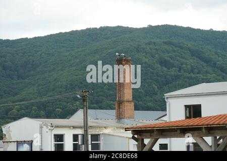 Coppia di cicogne bianche europee su un nido su un camino di fabbrica di mattoni rossi di vecchio edificio industriale. Sullo sfondo è visibile paese collinare. Foto Stock