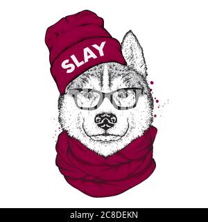 Husky in un cappello, sciarpa e occhiali di stile. Un cane pedigree in abiti e accessori. Moda e stile. Illustrazione vettoriale. Illustrazione Vettoriale