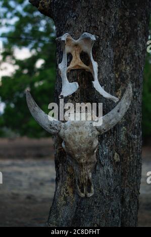 I teschi di animali di cervi appesi sugli alberi sono nel deserto, tracce di predatori selvatici e predatori naturali. Foto Stock