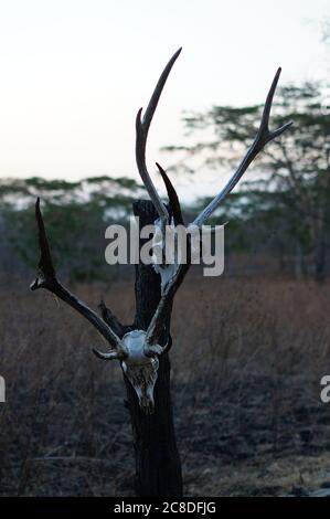 I teschi di animali di cervi appesi sugli alberi sono nel deserto, tracce di predatori selvatici e predatori naturali. Foto Stock