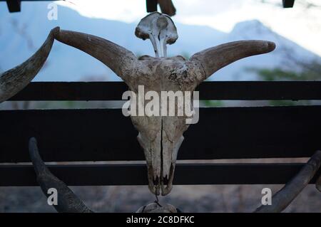 I teschi di animali di cervi appesi sugli alberi sono nel deserto, tracce di predatori selvatici e predatori naturali. Foto Stock