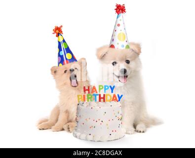 Cuccioli umorosi canto felice compleanno Canzone con torta Foto Stock