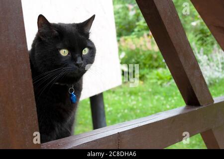 gatto nero si siede sul portico di una casa di campagna Foto Stock