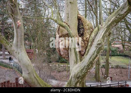 Burl sul Platanus x acerifolia - platano londinese nello Zoo e nel Giardino Botanico di Torun, Voivodato Pomeriano Kuyaviano della Polonia Foto Stock