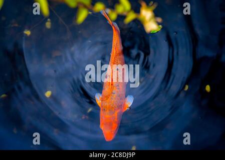 La singola carpa colorata koi nella tranquilla acqua del laghetto. Splendido pesce giapponese da piscina dai colori vivaci. Movimento dinamico dei pesci Foto Stock