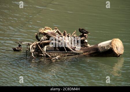 Moorhen (Gallinula) nidificazione su driftwood nel fiume Isar, Monaco di Baviera Foto Stock