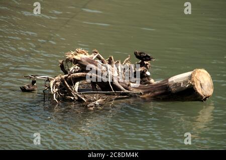 Moorhen (Gallinula) nidificazione su driftwood nel fiume Isar, Monaco di Baviera Foto Stock