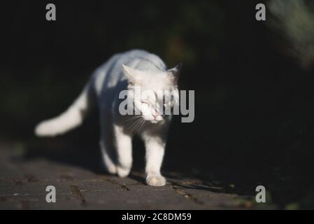gatto shorthair domestico bianco che cammina sul marciapiede accecato dalla luce del sole Foto Stock