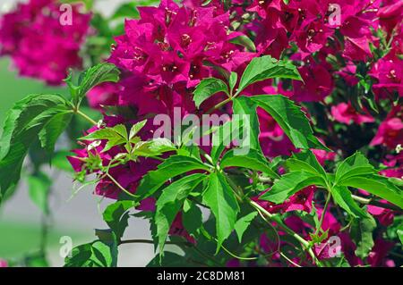 Parthenocisit con bouganvillea Foto Stock