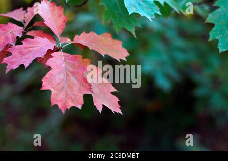 Autunno foglie di quercia rossa nella foresta Foto Stock