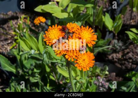 Arancio Hawkweed Hieracium aurantiacum un fiore selvaggio della famiglia Daisy un perenne fiorito arancio che fiorisce durante l'estate ed è completamente duro Foto Stock