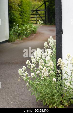 Valeriana bianca seminata che cresce ai margini di una superficie di asfalto in un giardino privato nel Paese Occidentale UK Foto Stock