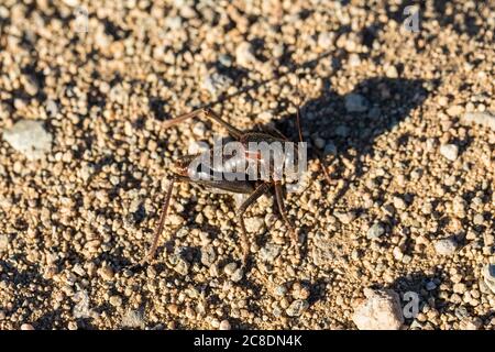 Su vicino macro nero mormon cricket su sabbia deserto terreno Foto Stock