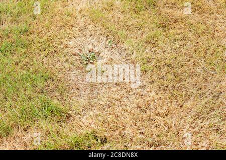 Un prato d'erba in estate che mostra come le aree non ombreggiate rapidamente si asciugano e si marrone prima di recuperare una volta che le piogge tornano nel Regno Unito. I punti verdi isolati mostrano come m Foto Stock