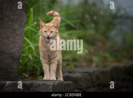 gatto zenzero rosso tabby in piedi su murale meowing e guardando la macchina fotografica Foto Stock